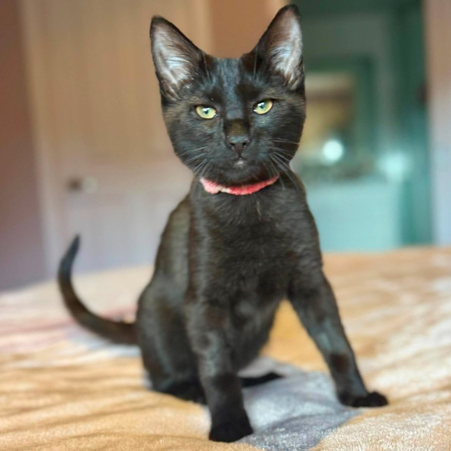 Photo of Mojo Jojo   In Foster Care In Templestowe