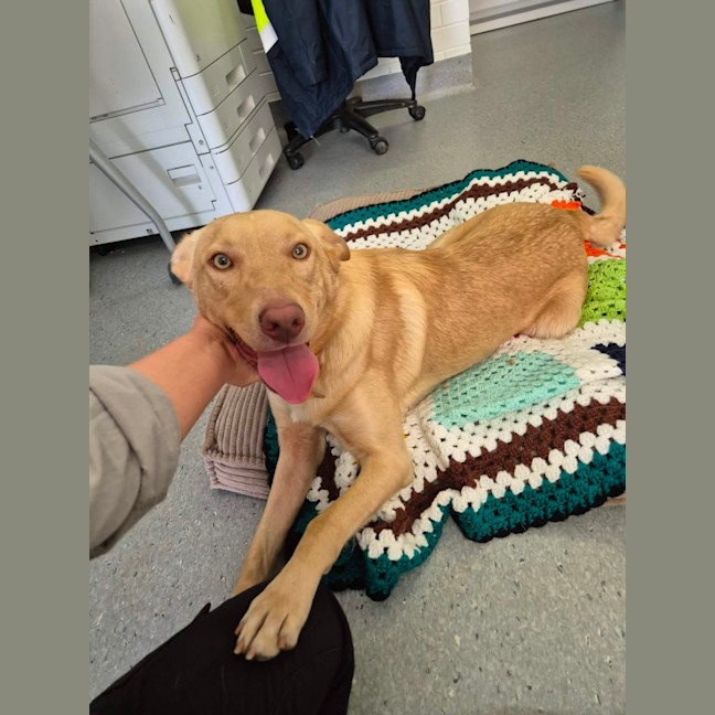 Photo of Trooper! 🦺