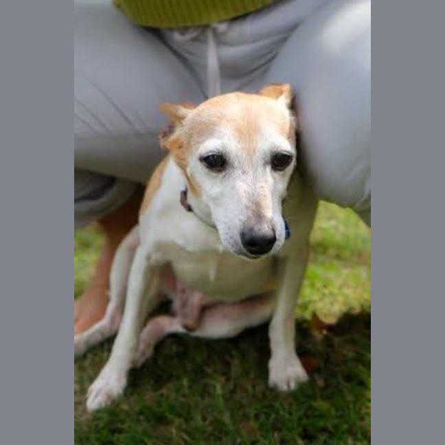 Photo of Ru Ru   9 Year Old Tenterfield Terrier