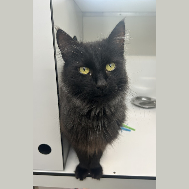 Photo of Pepper
