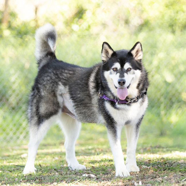 Photo of Cardie