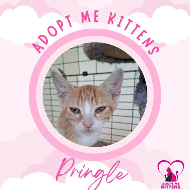 Photo of Pringle 2