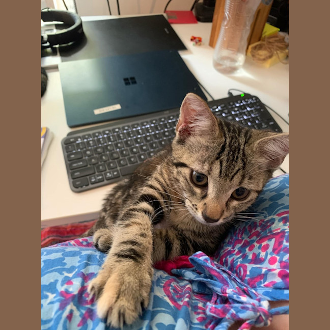 Photo of Licketty Split