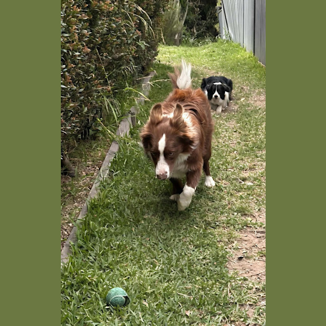 Photo of Zeke   11 Month Old Border Collie