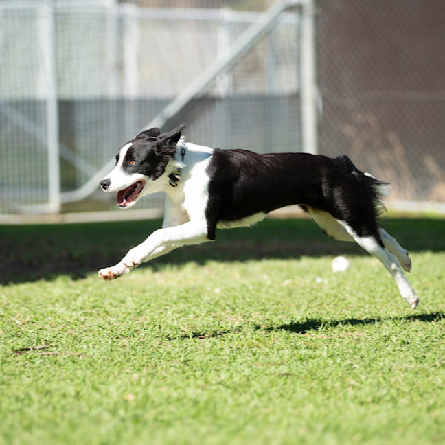 Photo of Petal