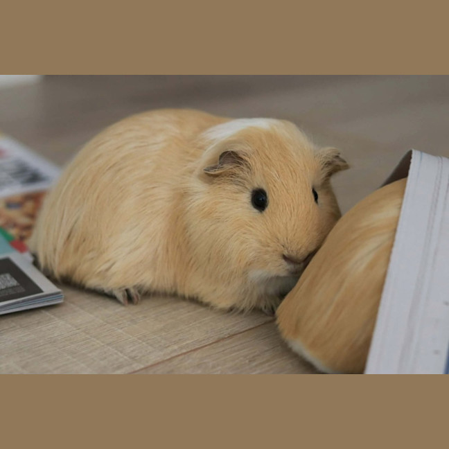 Photo of Waffles & Pancake