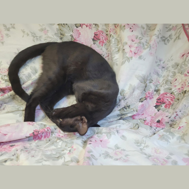 Photo of Pretzel 🥨