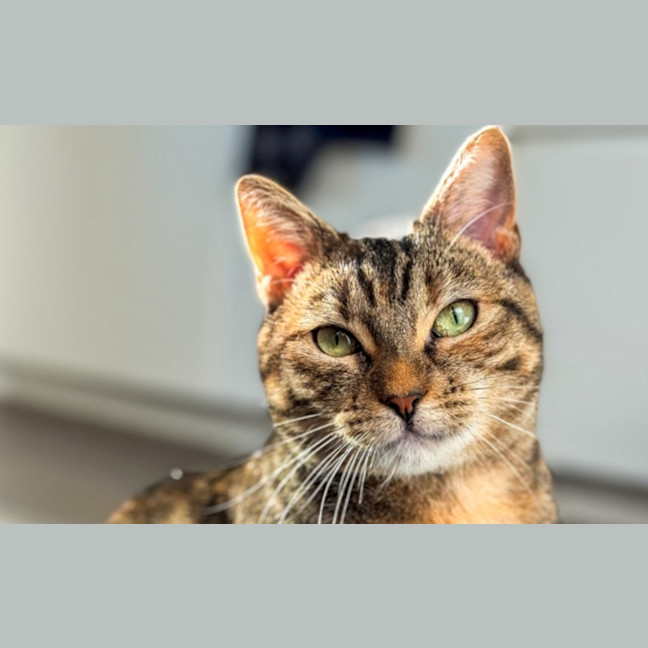 Photo of Pumpkin