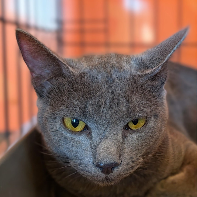 Photo of Alvin