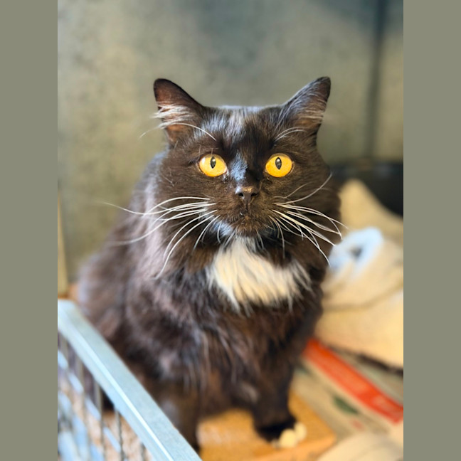 Photo of Kitty 