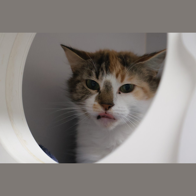 Photo of Tilly