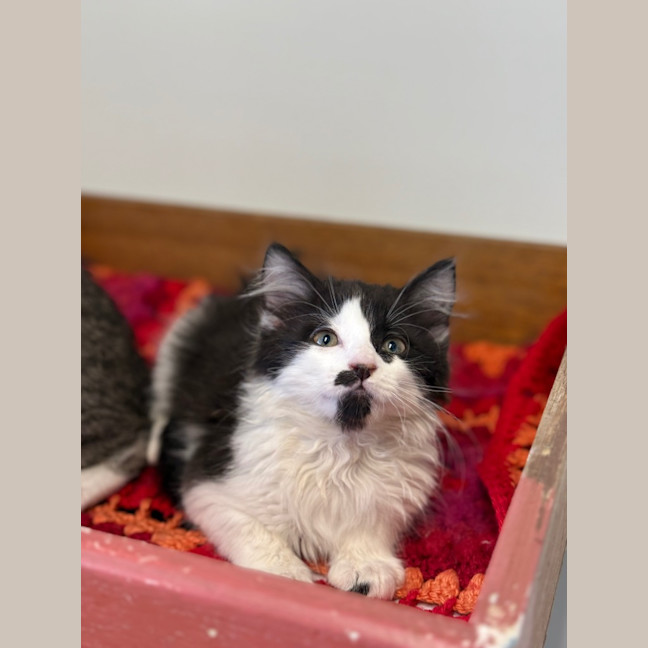 Photo of Merlin