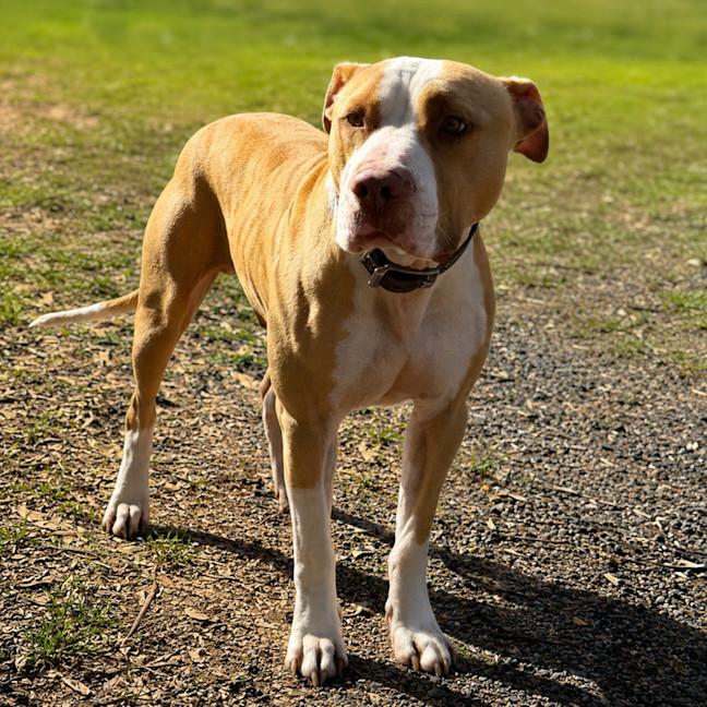Photo of Django