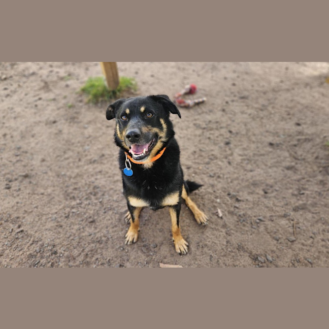 Photo of Banjo