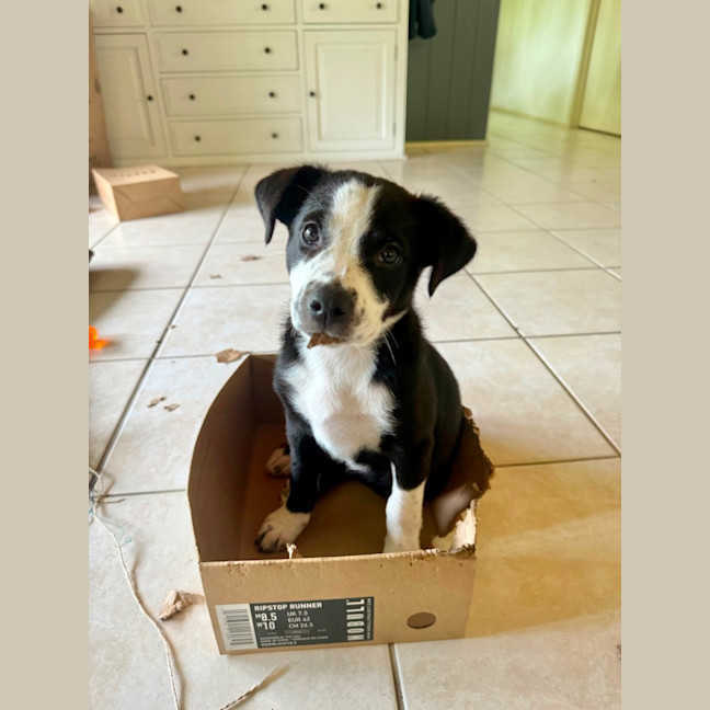 Photo of Olive 