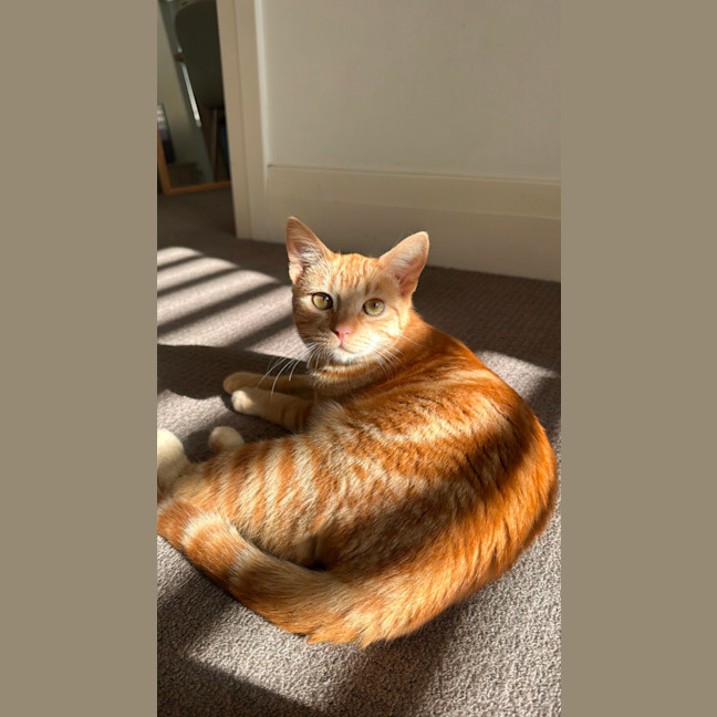 Photo of Tigger