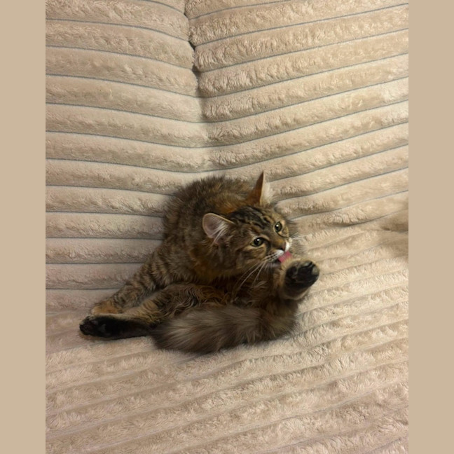Photo of Puma