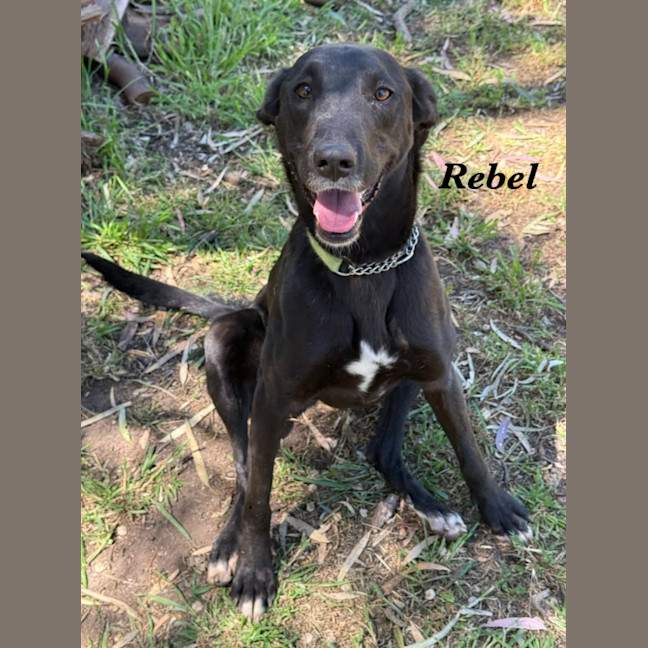 Photo of Rebel
