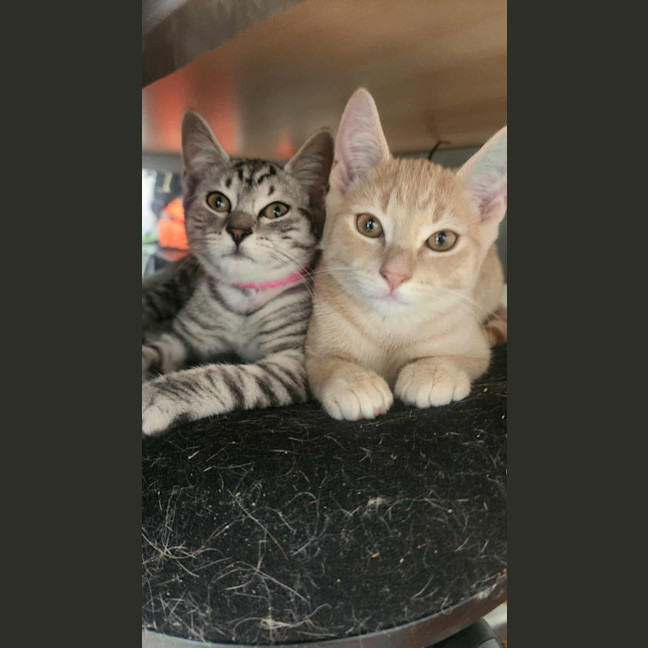 Photo of Frankie   In Foster Care In Healesville