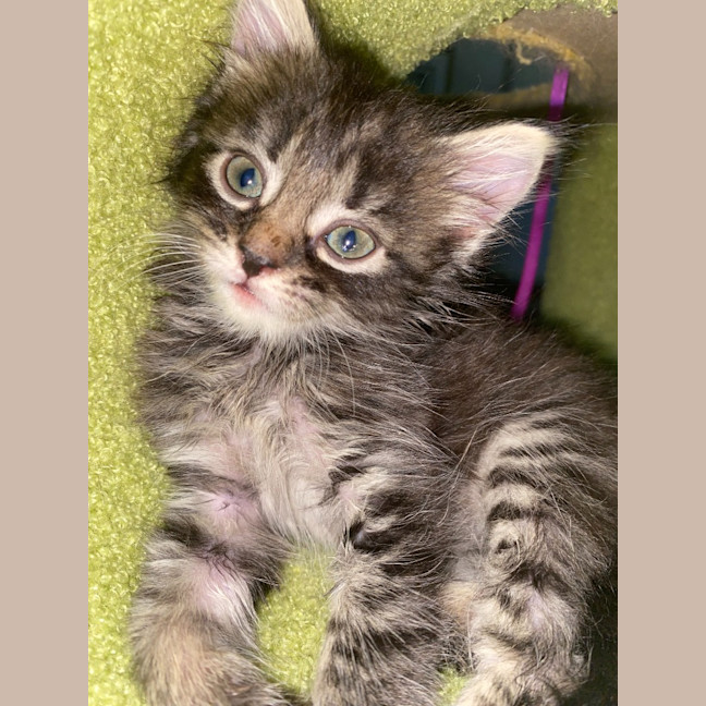 Photo of Evie