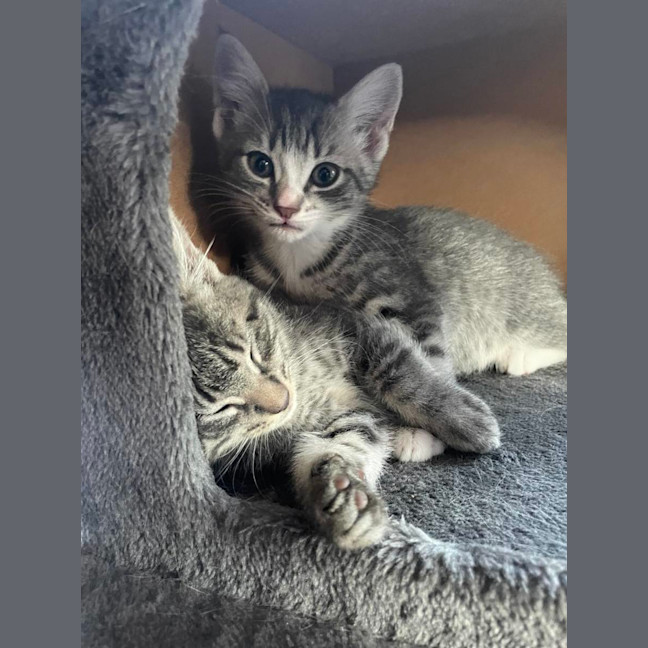 Photo of Lily   Located In Bentleigh East