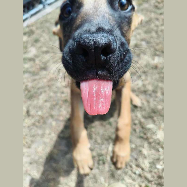 Photo of Scooby