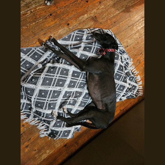 Photo of Roxy (With Rocky)