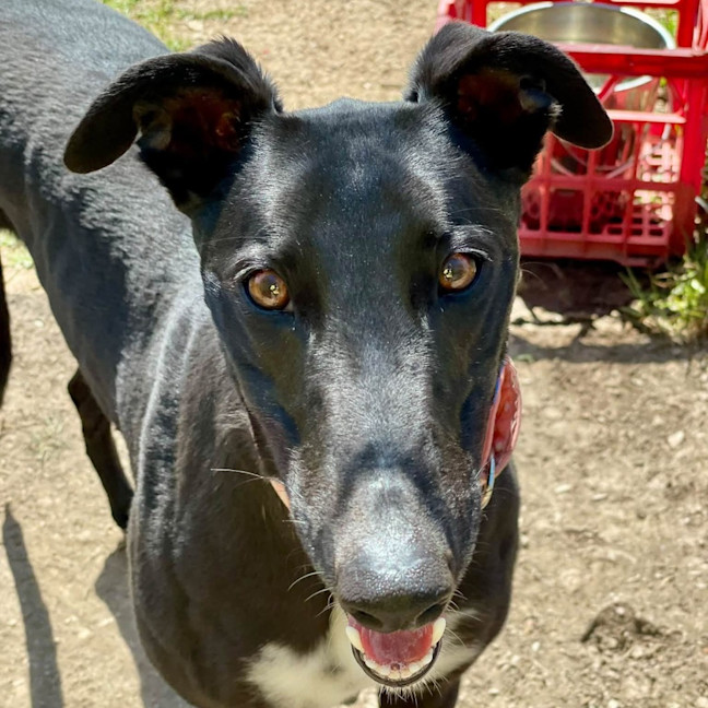 Photo of Cadence The Greyhound