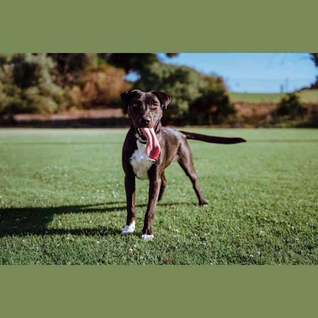 Photo of Toby Kumara