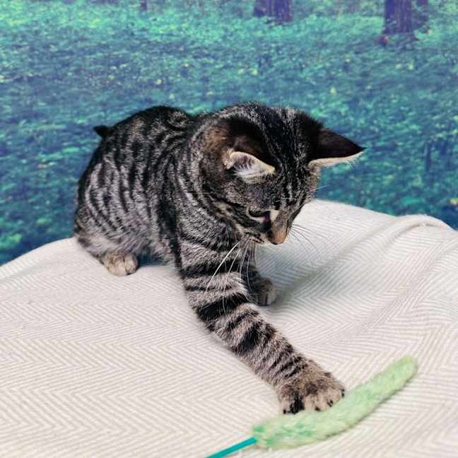 Photo of Bruce Lee   Located In Meadow Heights