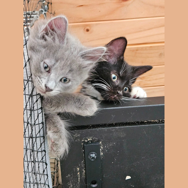 Photo of Buddy ** 2nd Chance Cat Rescue **