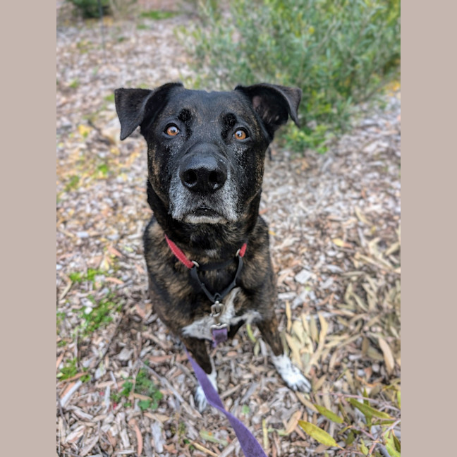 Photo of Rex