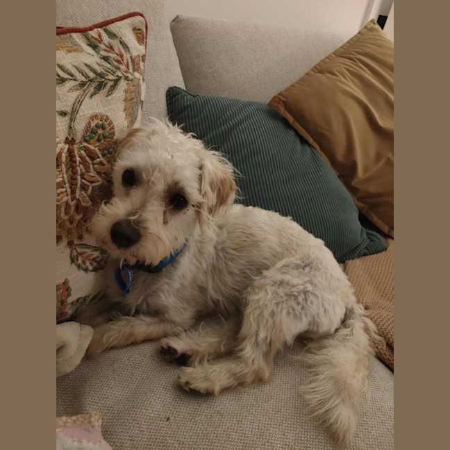 Photo of Bear   11 Month Old Maltese X