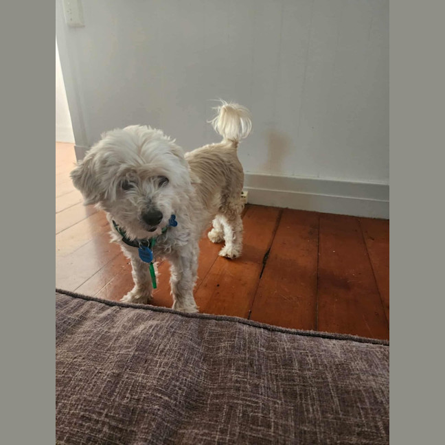 Photo of Simba And Lumi