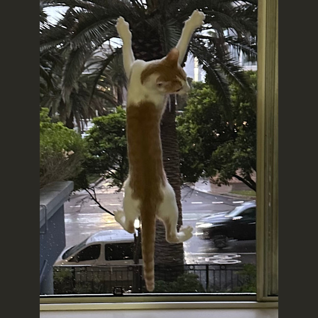 Photo of Peanut