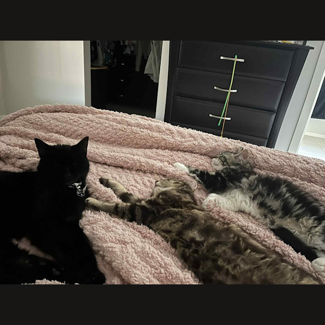 Photo of Gadget   Located In Pakenham