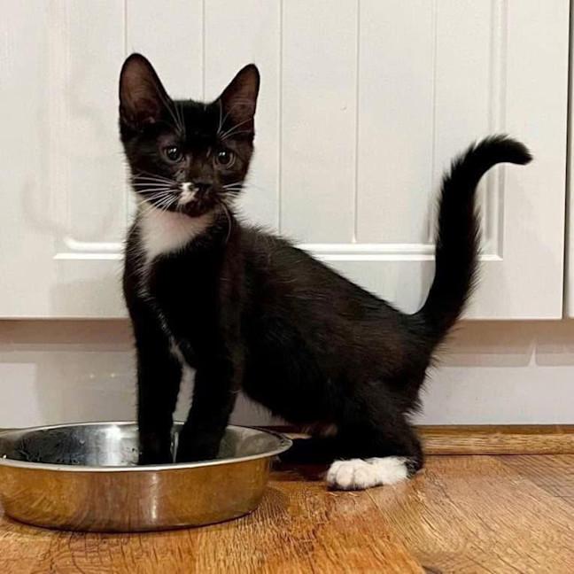 Photo of 11708   Rumple