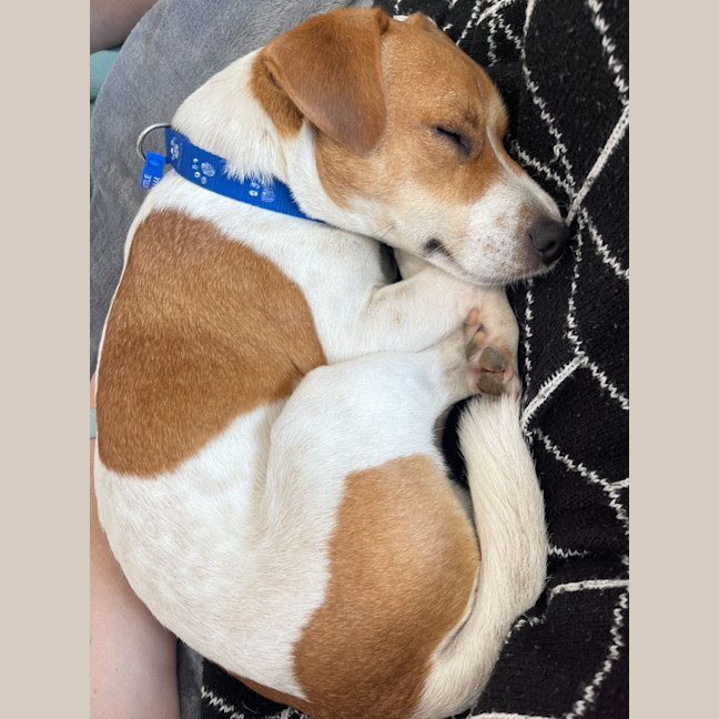 Photo of Dale   18 Month Old Jack Russell 