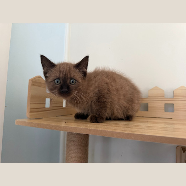 Photo of Mocha