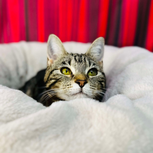 Photo of Miffy   Located In Coburg