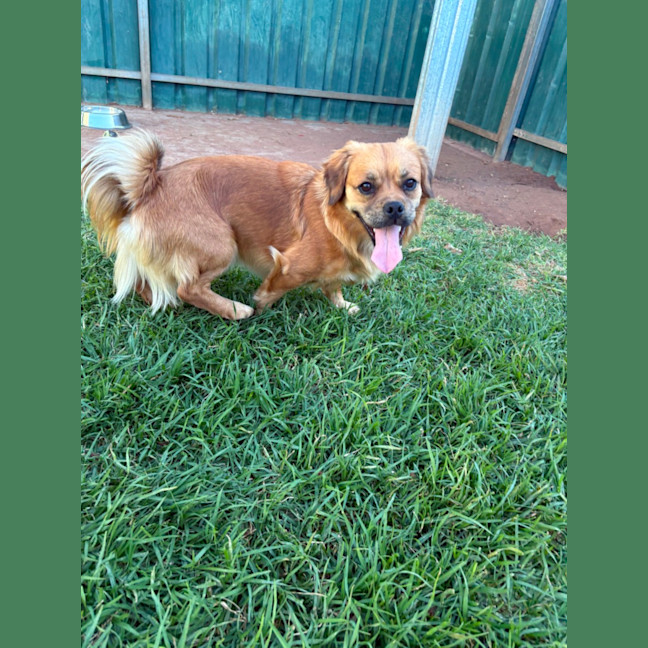 Photo of Barney