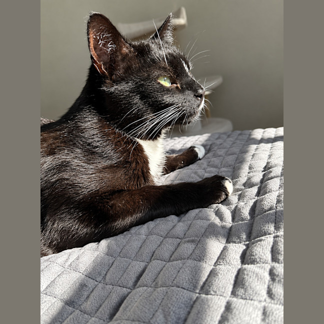 Photo of Toothless