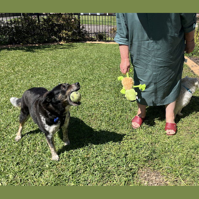 Photo of Missy 😍Blue Cattle X Jrt (On Trial 21/10/24)