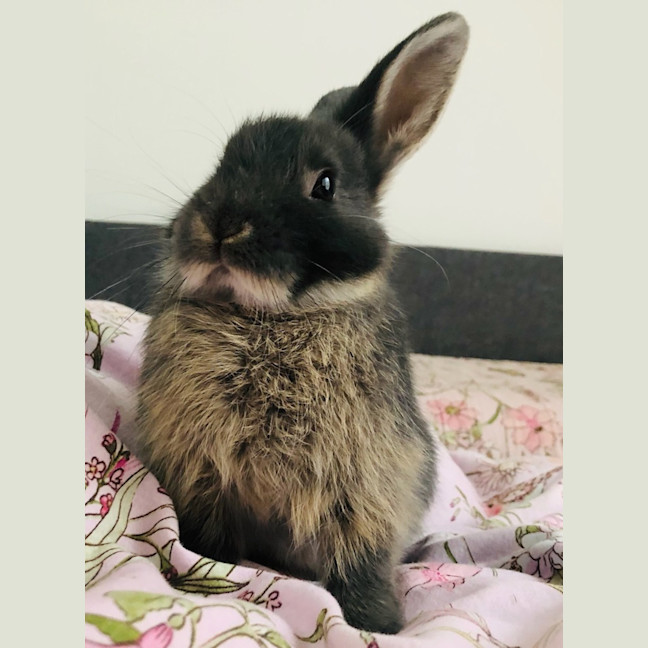 Photo of Pepsi