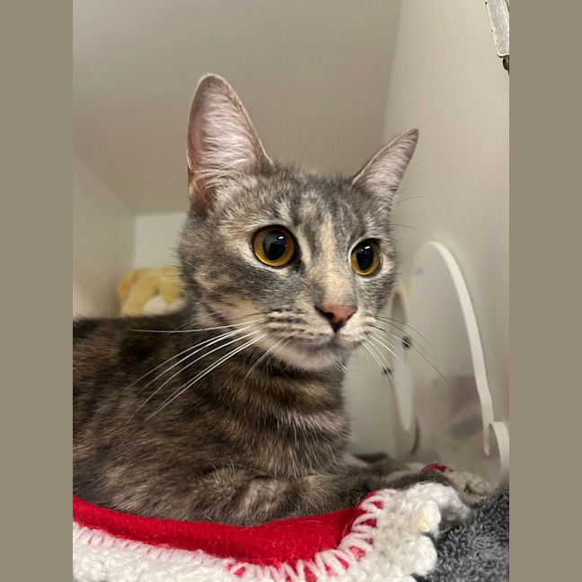 Photo of Smitten