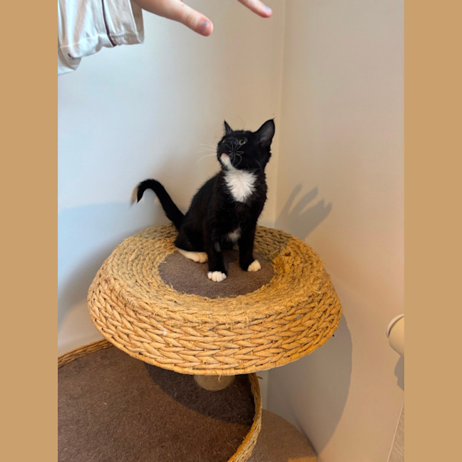 Photo of Pookie Meet Me@Petstock Mornington Nepean Hwy 