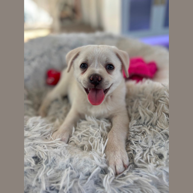 Photo of Disco 