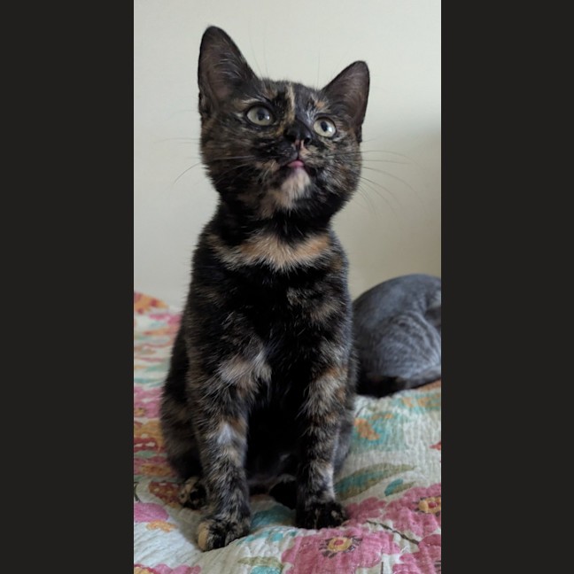 Photo of Nyx