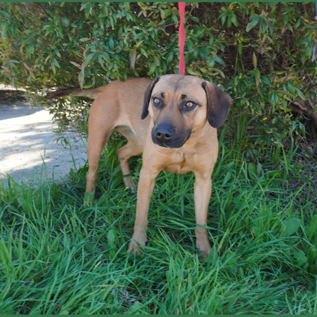Photo of Nova