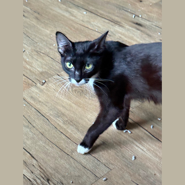 Photo of Galaxy Meet Me At Petstock Clyde North